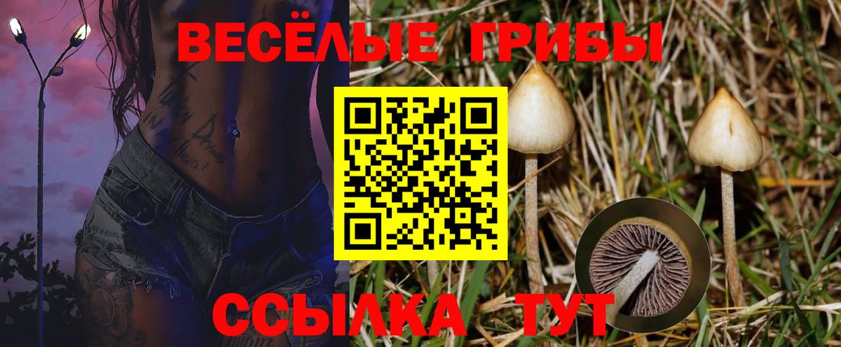 где купить   Псилоцибиновые грибы прущие грибы  Вход с VPN  Феодосия  Галлюциногенные грибы мицелий 